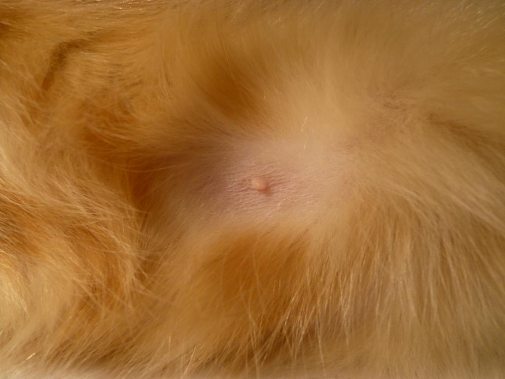 Dog Skin Cancer Images