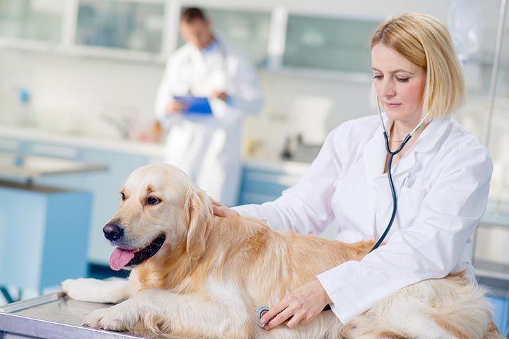 What Are the Signs of Dog Skin Cancer Images?