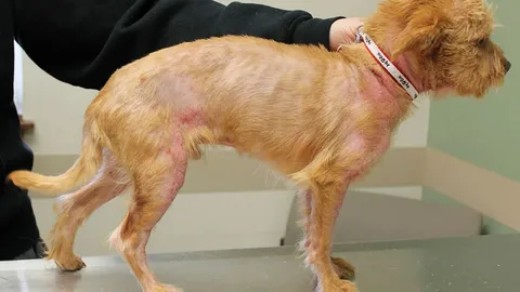 Dog Skin Cancer