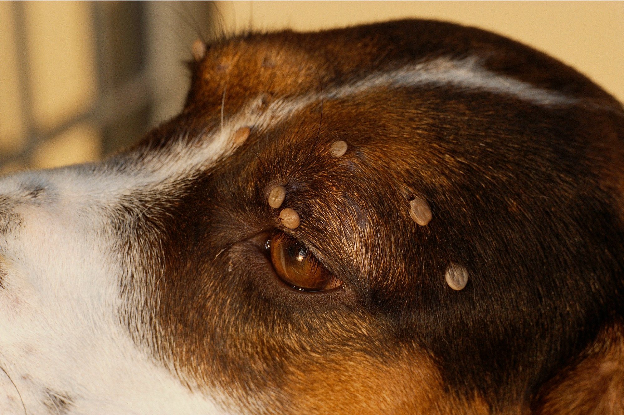 Dog Skin Cancer